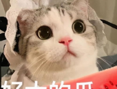 娱乐吃瓜懒猫儿,轻松解码娱乐圈热点
