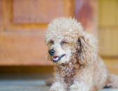 贵宾犬好养吗,揭秘好养程度与日常护理要点